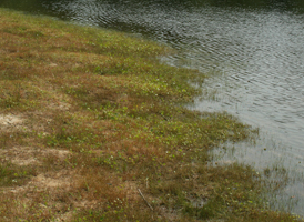 Vernal Ponds